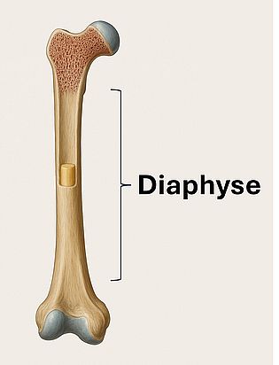 Diaphyse (Femur)